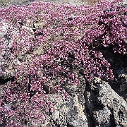 chorizanthe fimbriata